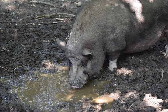 伤病管理等 伤病管理等
