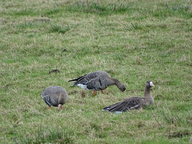 正意义上的 正意义上的